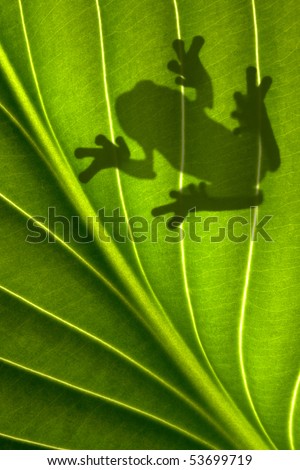 A tree frog is sitting on a backlit leaf that is shot from underneath. Only his shadow is showing.