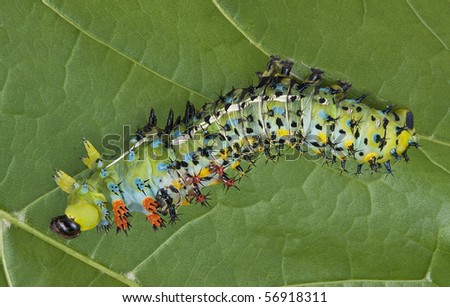 A cecropia caterpillar is shedding it\'s skin on the underside of a leaf.