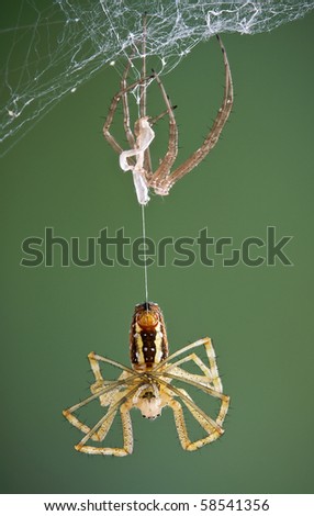 An argiope spider is hanging from its recently shed skin.
