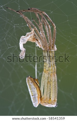 An argiope spider is shedding its skin.