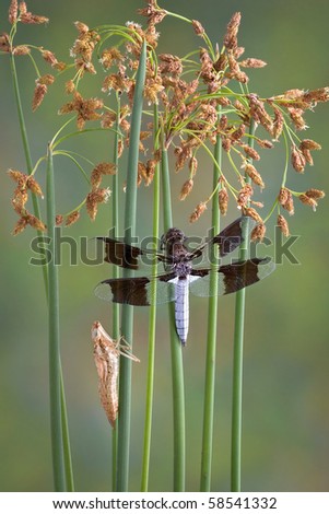 A dragonfly is perched on some wild weeds near a pond. A dragonfly nymph skin is left on a nearby stem.