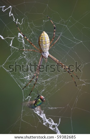 An argiope spider has caught a fly in it\'s web.