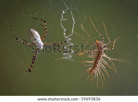 Centipede Web