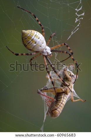 A banded argiope spider has wrapped up a grasshopper in it\'s web.