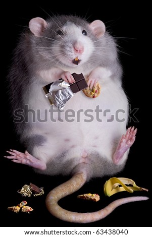 stock photo : A fat rat named