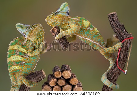 A pair of veiled chameleons are working together to cut some firewood.