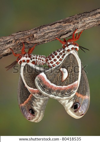 A male and female cecropia moth are mating. They can remain together for over 12 hours.