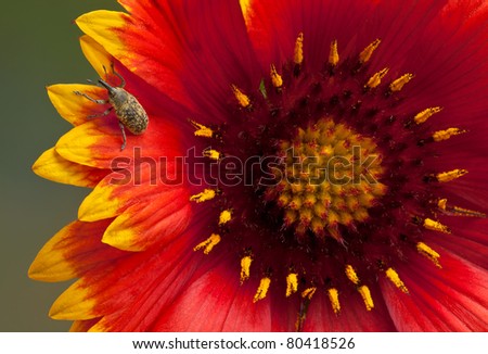 A weevil is crawling on the petals of a blanket flower.