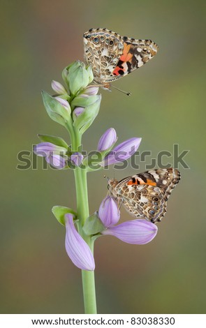 Two painted lady butterflies are perched on a hosta plant.
