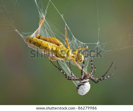 A female banded argiope spider is wrapping up a grasshopper in silk after trapping him in her web.