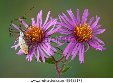 A female banded argiope spider is crawling over some aster flowers.
