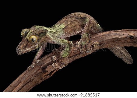 A male mossy leaf-tailed gecko looks like the bark on the vine he is crawling on.