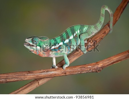 A baby Ambilobe Panther Chameleon is chewing a cricket after catching it with his tongue.