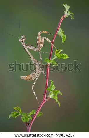 A budwing mantis nymph is climbing a budding plant.