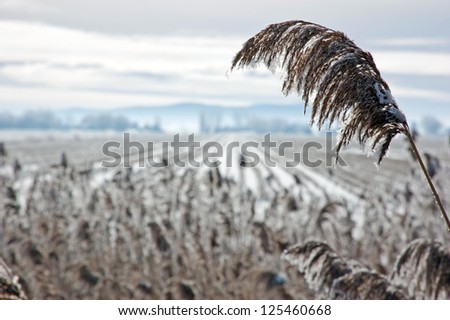 Snow field with dry grass blades on hill background