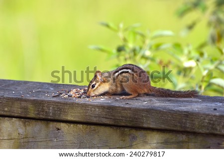 Eastern chipmunk (Tamias striatus) closeup