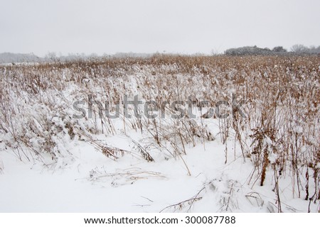 Dry blades of grass on snow blur forest background