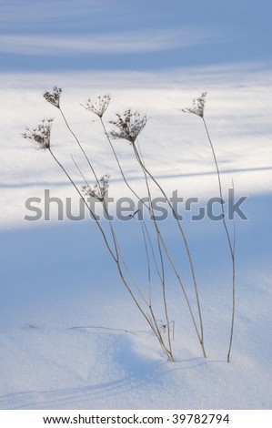 Sunlit dry grass blade on dark snow background