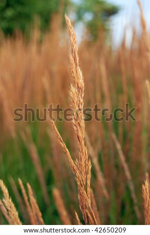 Dry blade of grass in front of dry and green grass