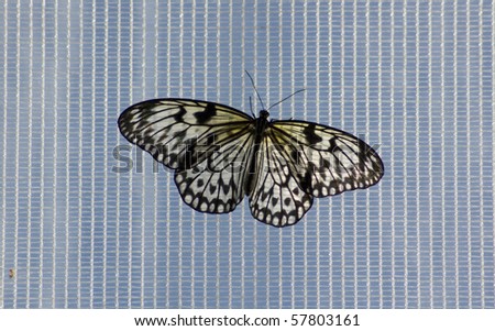 Black and white butterfly on white net background