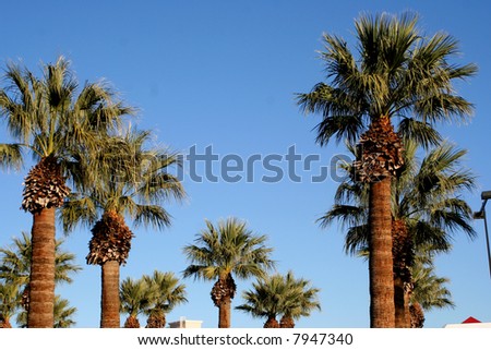 Palm trees in Las Vegas