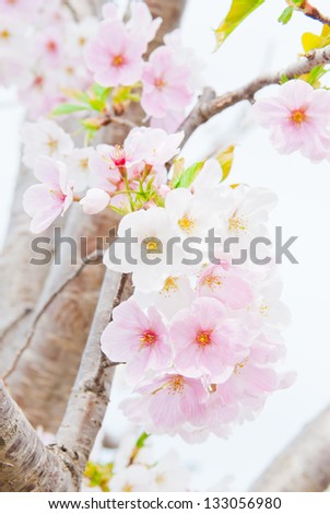 rare pink and white cherry blossoms in the springtime 3