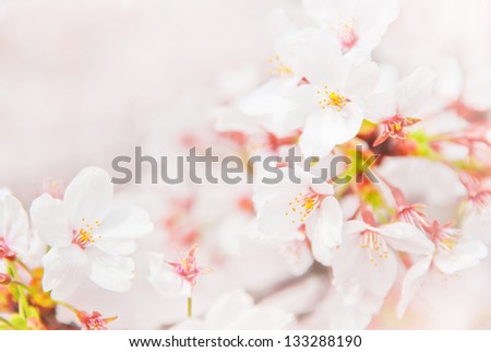 cherry blossoms in the springtime 4