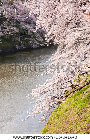 waterside cherry blossoms in the springtime 5