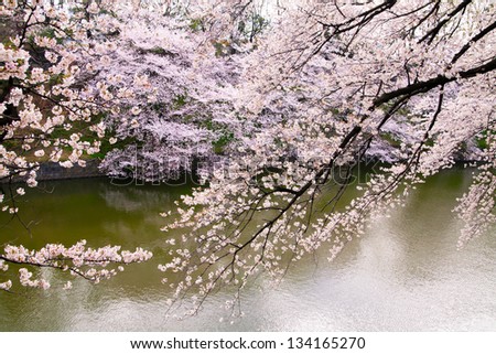 waterside cherry blossoms in the springtime 19