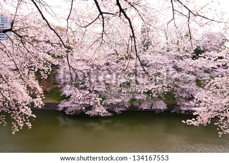 waterside cherry blossoms in the springtime 29