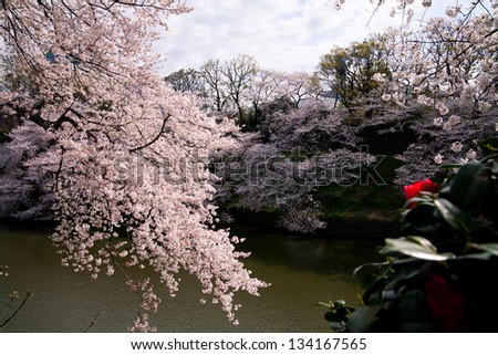 waterside cherry blossoms in the springtime 21
