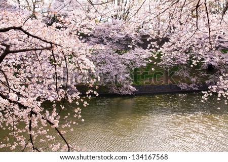 waterside cherry blossoms in the springtime 28