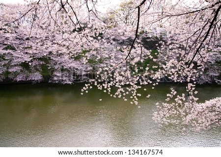 waterside cherry blossoms in the springtime 26