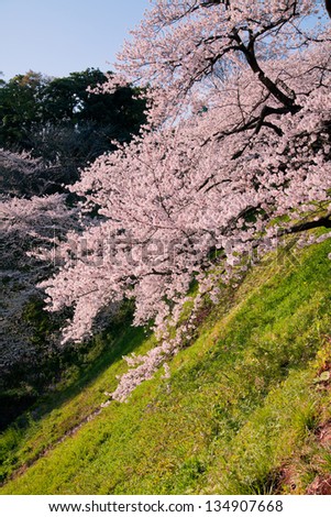 cherry blossoms in the springtime 6