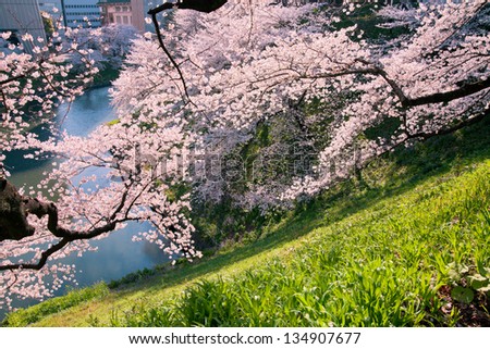 cherry blossoms in the springtime 5