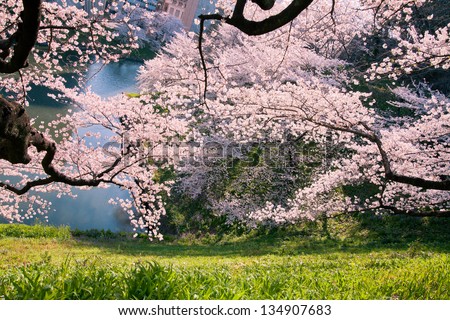 cherry blossoms in the springtime 4