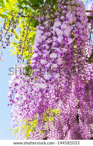 wisteria flowers in the spring garden 6