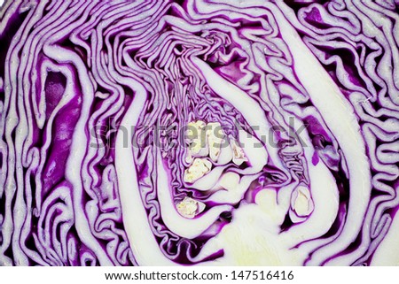 cross-section of a red cabbage 2