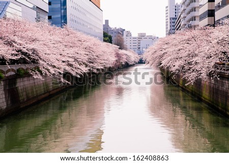 riverside cherry blossoms in the springtime