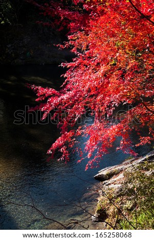 red maple leaves beside a mountain stream