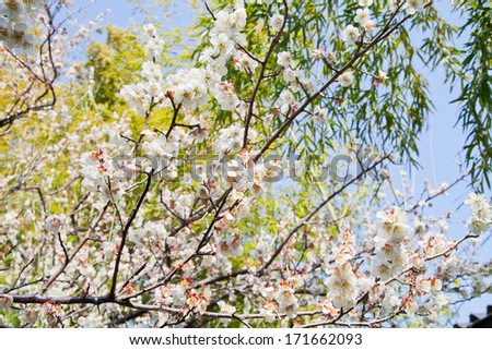 Japanese plum blossoms in the springtime