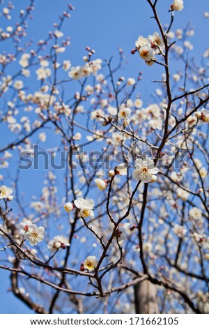 Japanese plum blossoms in the springtime