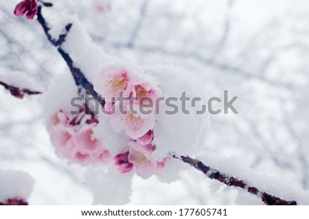 Japanese cherry blossoms in the snow