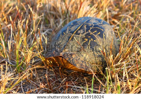 Florida box turtle (Terrapene carolina bauri) hides in its shell in the Everglades National Park