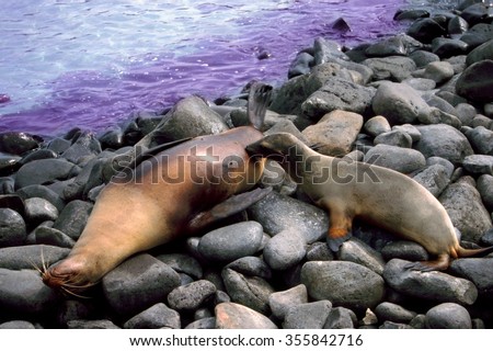 Sealion pup nurses while its mother rests on Espanola island in the Galapagos