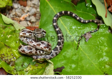 Rat snake alabama