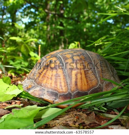 Box Turtle (Terrapene carolina) hides at Monte Sano State Park - Alabama