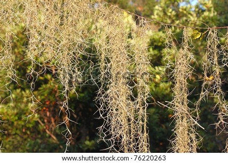 Spanish Moss (Tillandsia usneoides) grows thick in the forest of central Florida