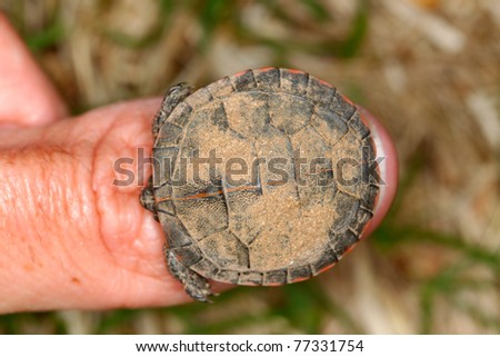 Hatchling Painted Turtle (Chrysemys picta) the size of a thumbnail