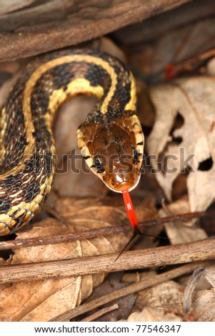 Garter Snake (Thamnophis sirtalis) with extended tongue in northern Illinois